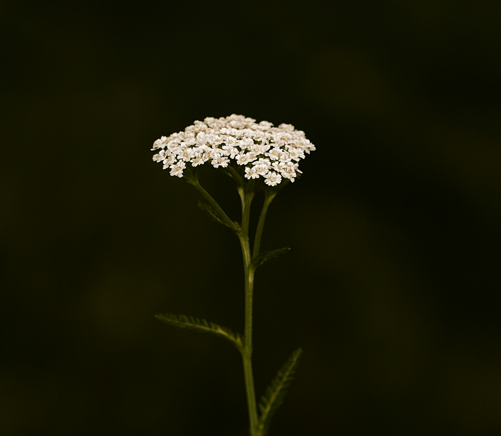 Achillée millefeuille