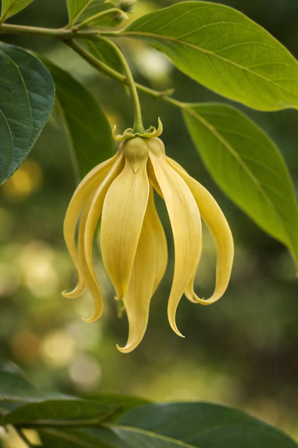 Ylang-ylang