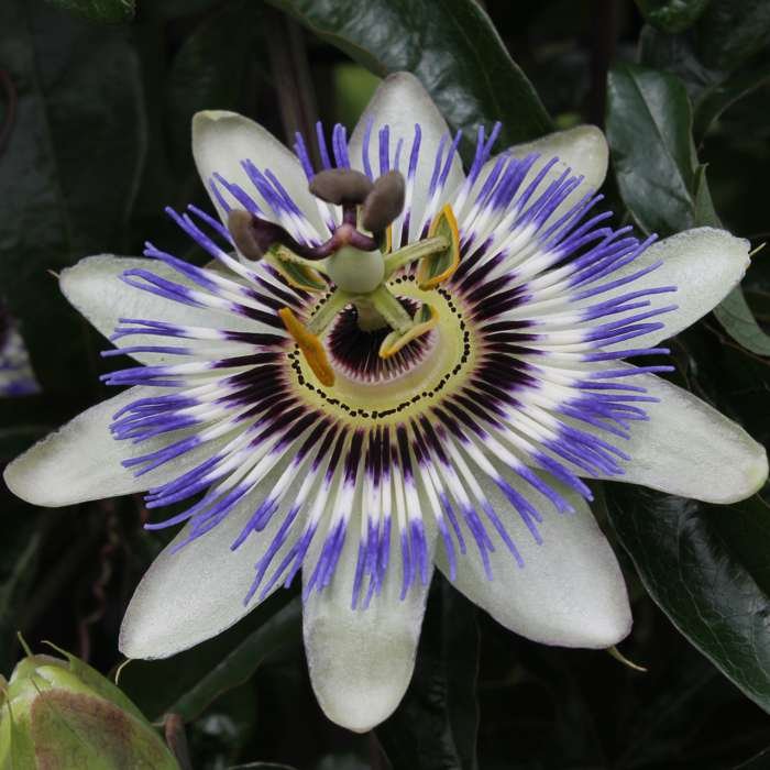 Passiflore