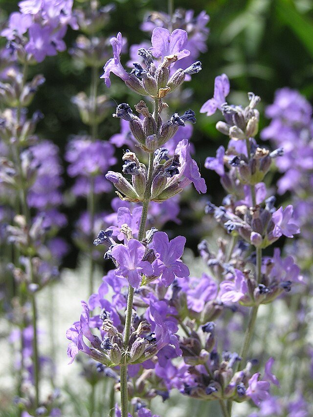 Lavande (Lavandula angustifolia)