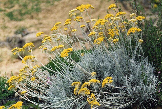 Immortelle (Helichrysum italicum) — fiche vibratoire Infusanté