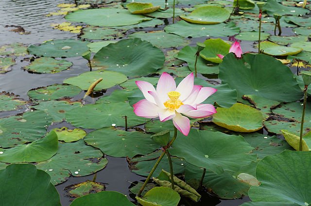 Lotus sacré