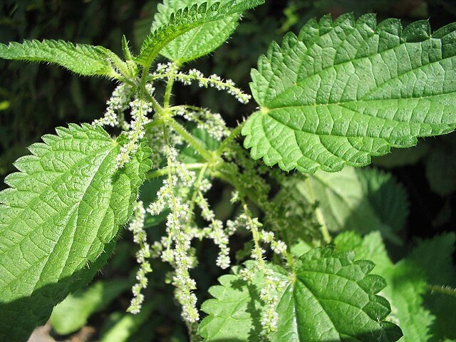 Ortie (Urtica dioica)