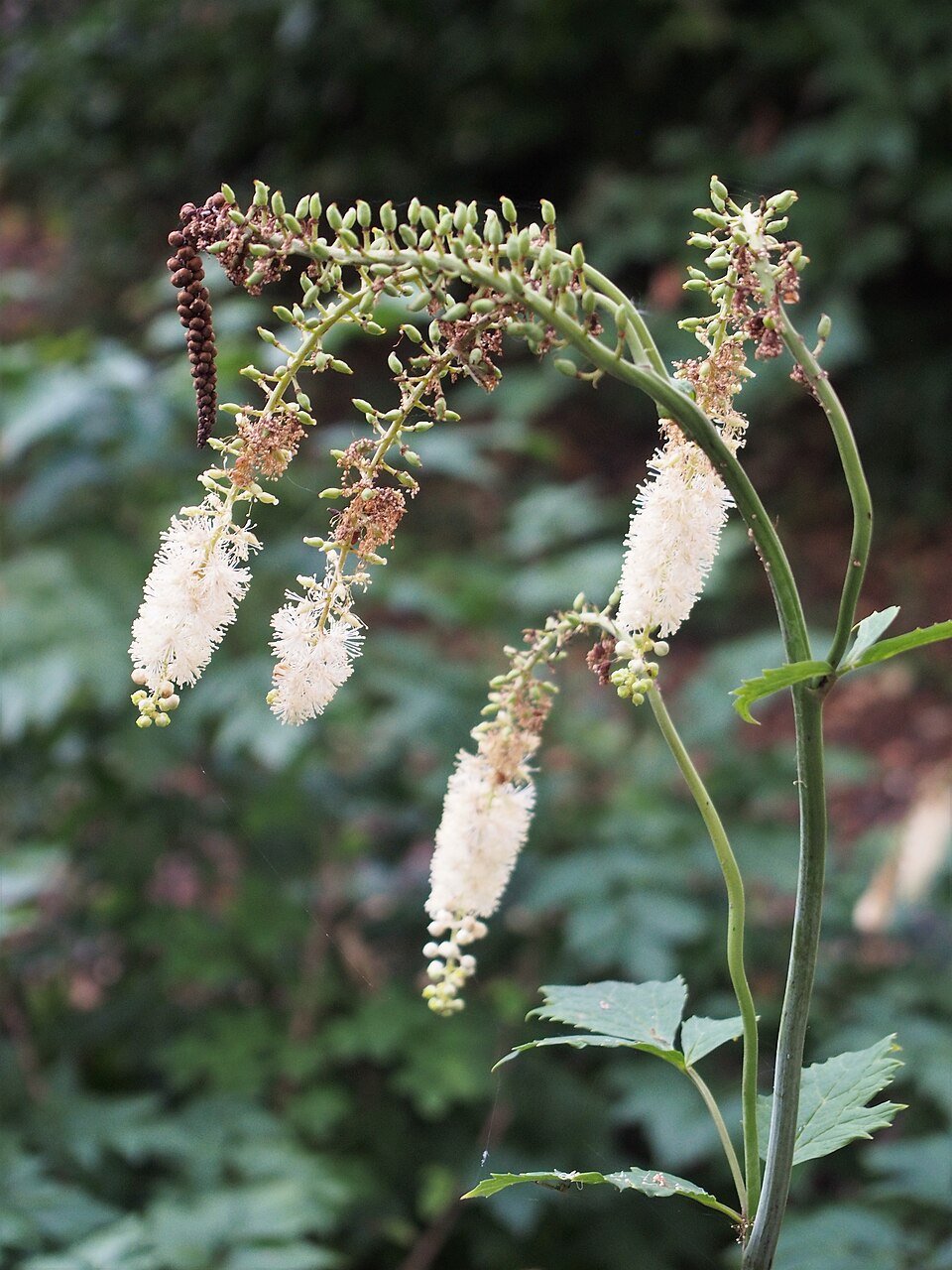 Actaea racemosa - Actée noire - photographie botanique Infusanté