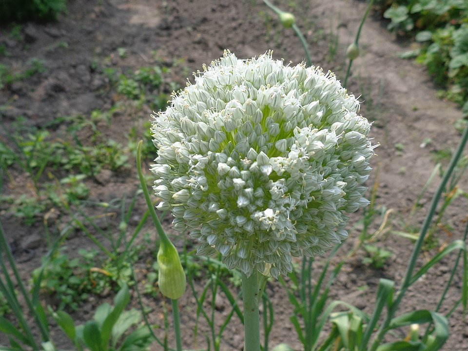 Ail (Allium sativum)