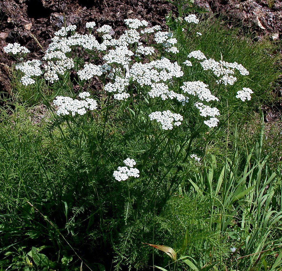 Achillée millefeuille (Achillea millefolium) en fleur