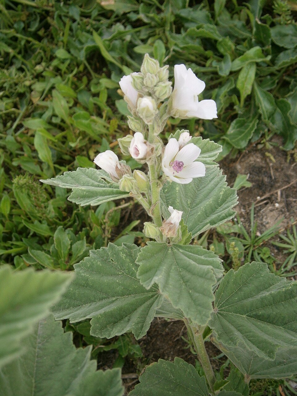 Althaea officinalis - Guimauve en fleur