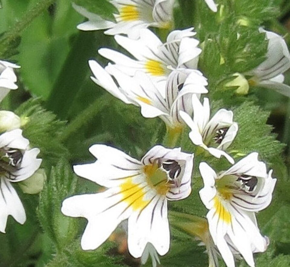 Euphraise (Euphrasia officinalis)