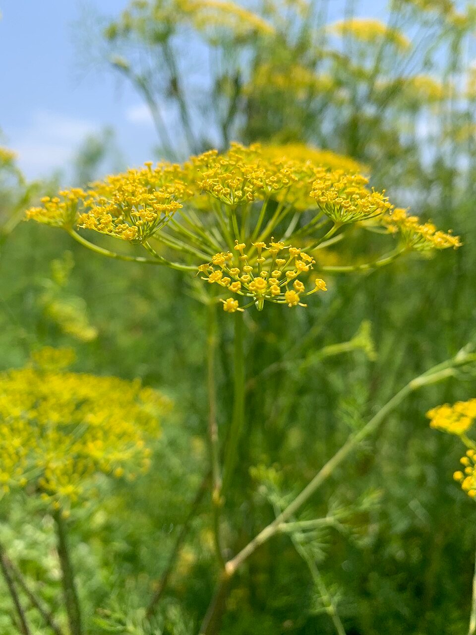 Fenouil (Foeniculum vulgare)