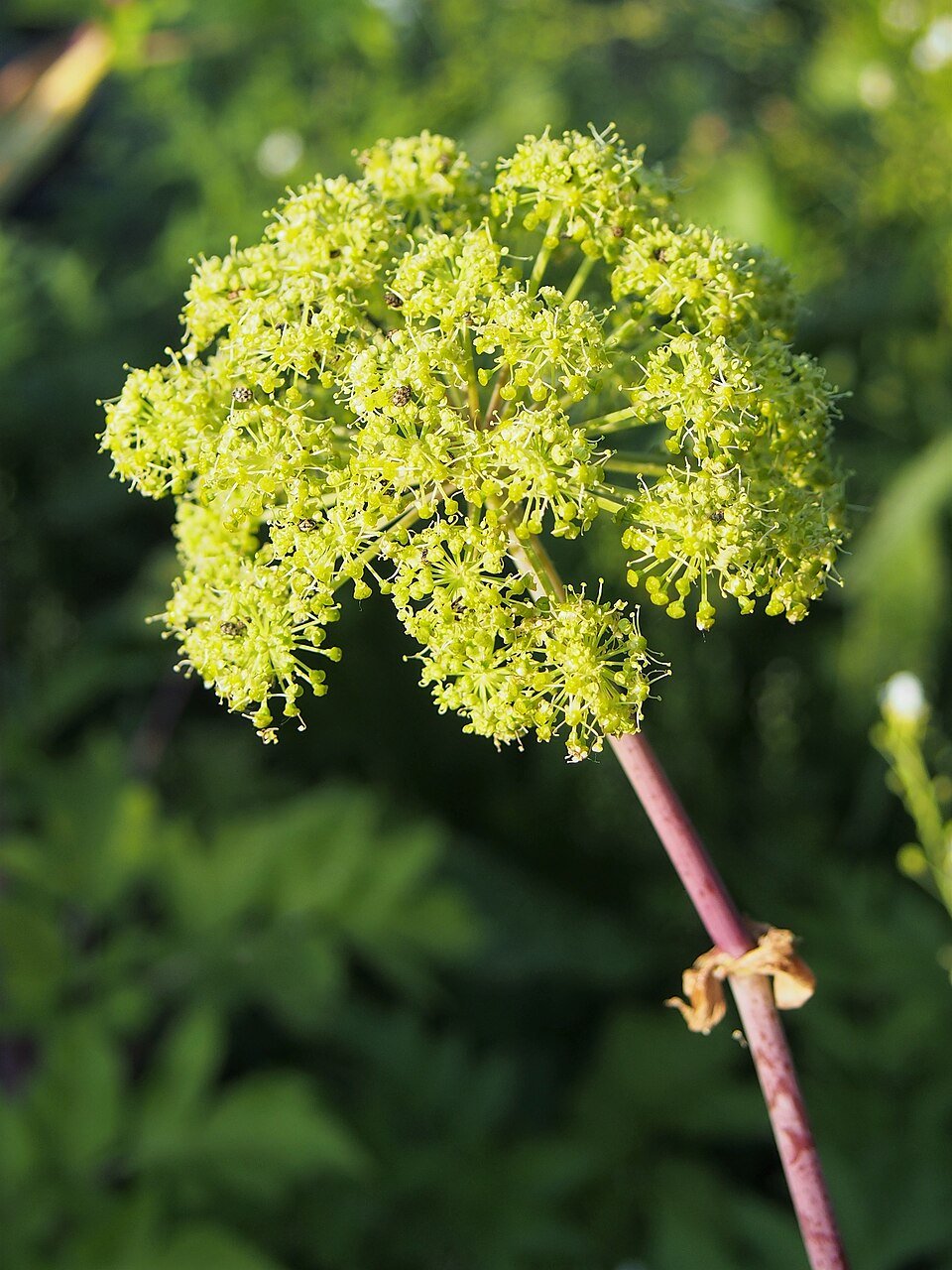 Angélique (Angelica archangelica)