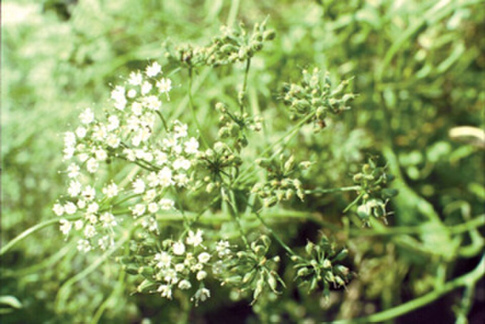 Anis vert (Pimpinella anisum)