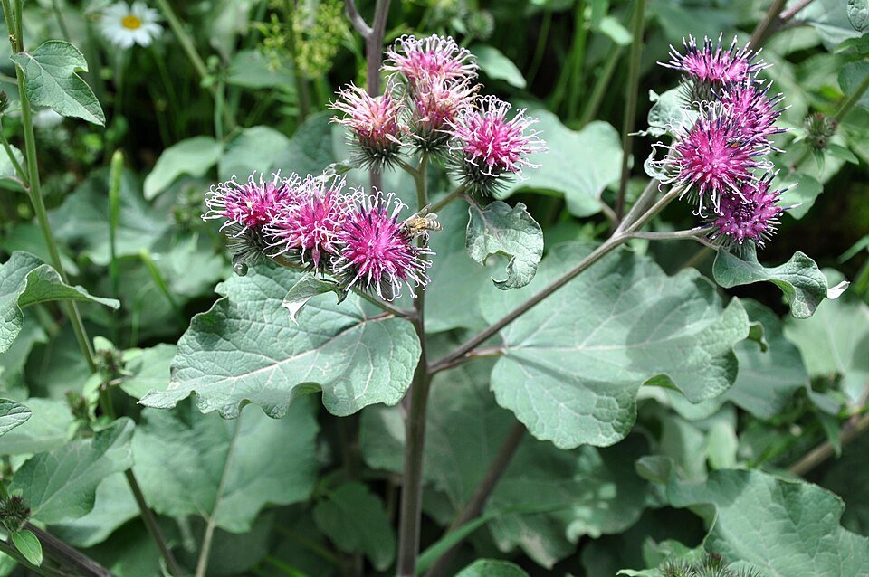 Bardane — Arctium lappa