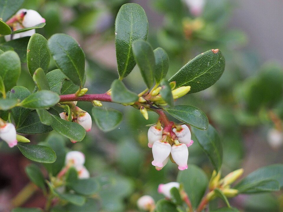 Busserole (Arctostaphylos uva-ursi)