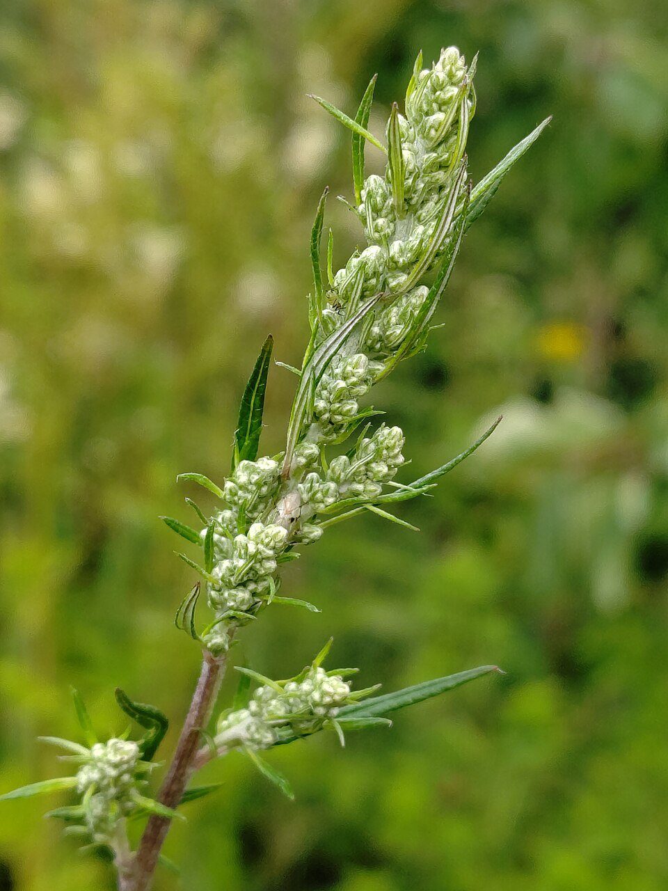 Armoise commune — Artemisia vulgaris