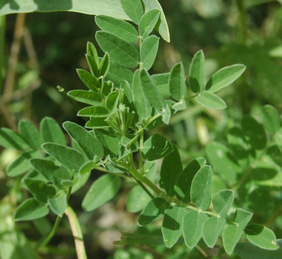 Astragale (Astragalus membranaceus)