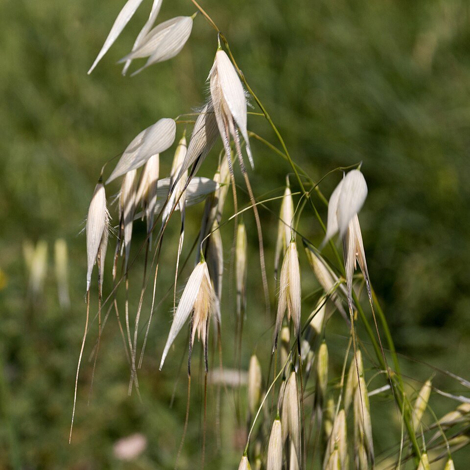 Avoine (Avena sativa)