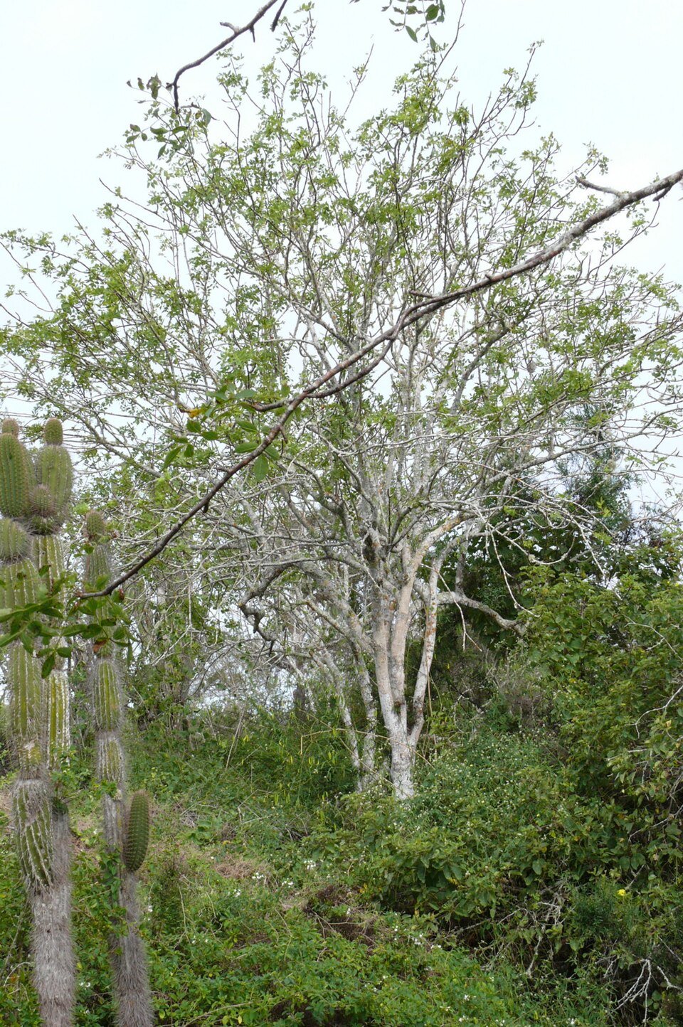 Palo Santo — Bursera graveolens