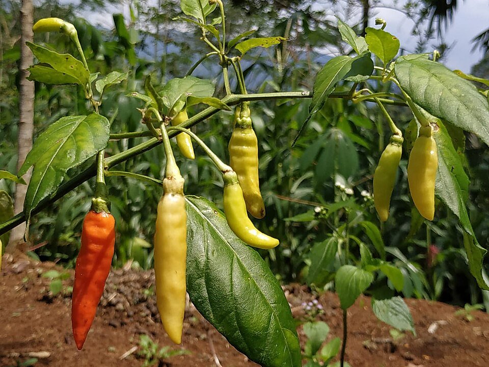 Piment de Cayenne (Capsicum annuum)