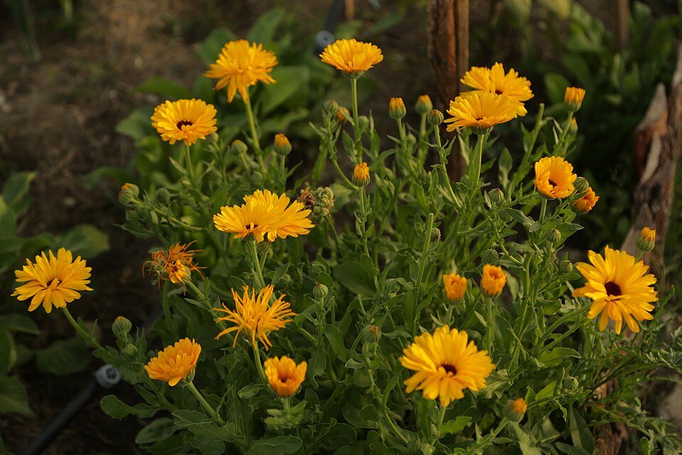 Calendula (Calendula officinalis)