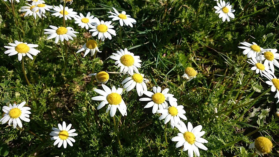 Matricaria chamomilla - Camomille - photographie botanique Infusanté