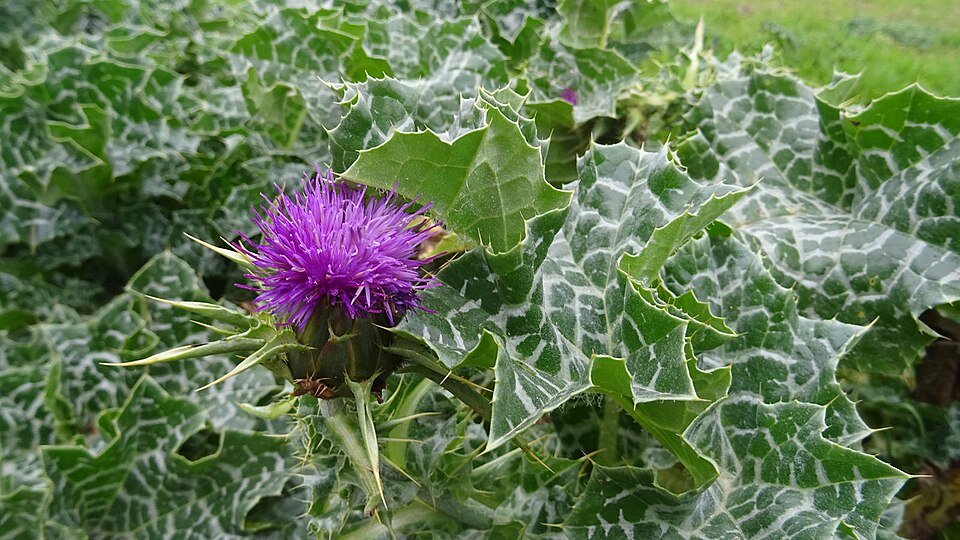 Chardon-Marie (Silybum marianum)