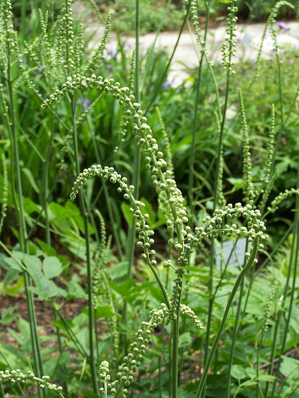 Actée noire (Cimicifuga racemosa)