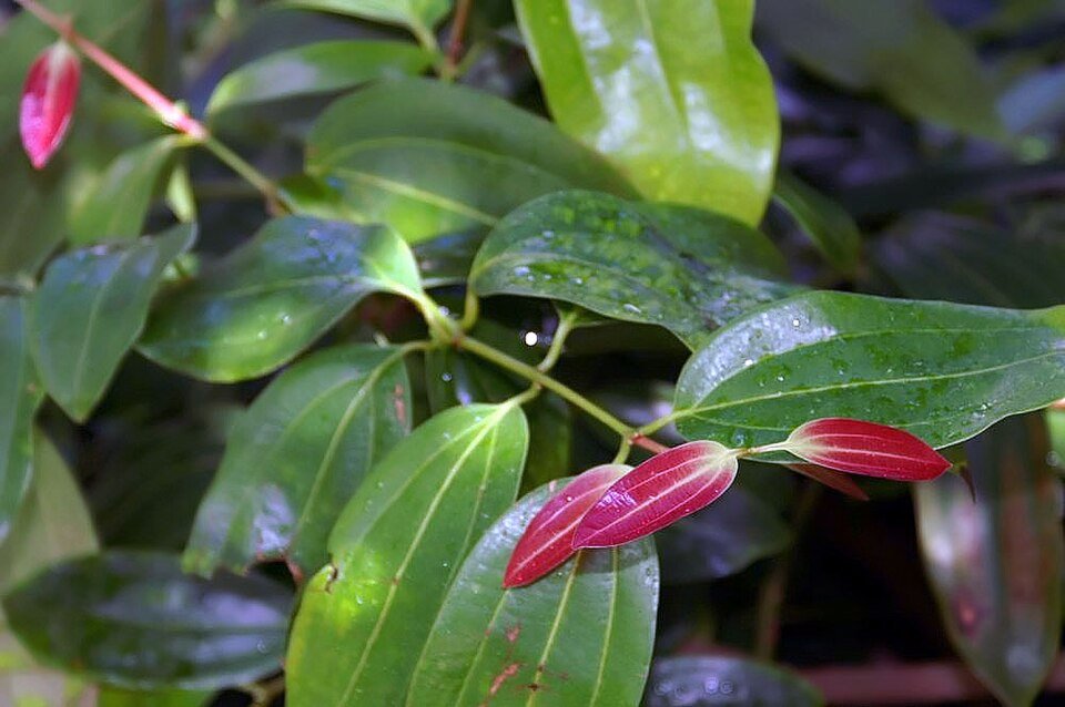 Cannelle (Cinnamomum verum) — fiche vibratoire Infusanté