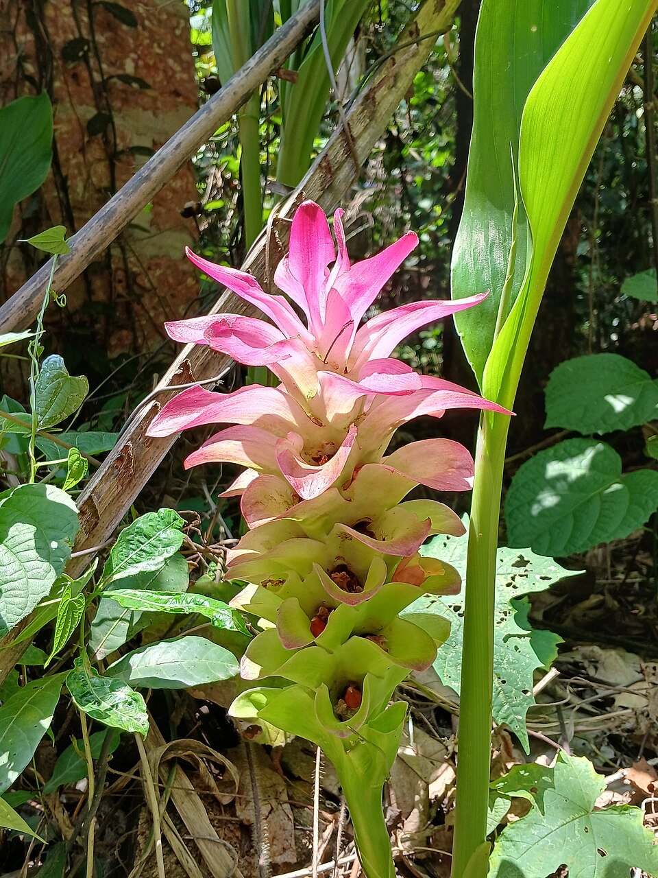Curcuma (Curcuma longa)