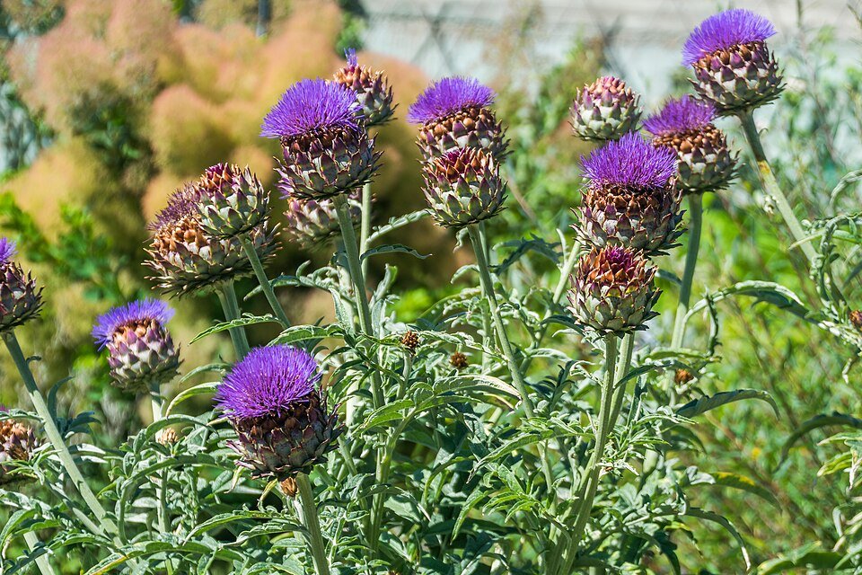 Artichaut (Cynara scolymus)