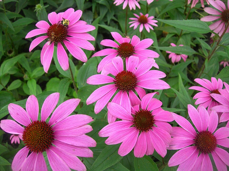 Échinacée (Echinacea purpurea)