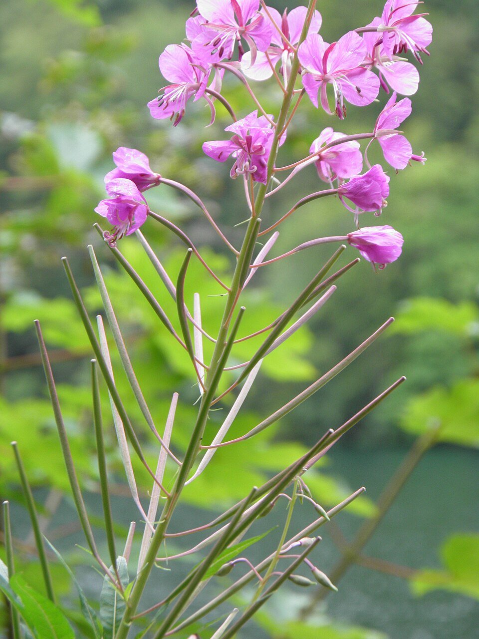 Épilobe (Epilobium parviflorum)