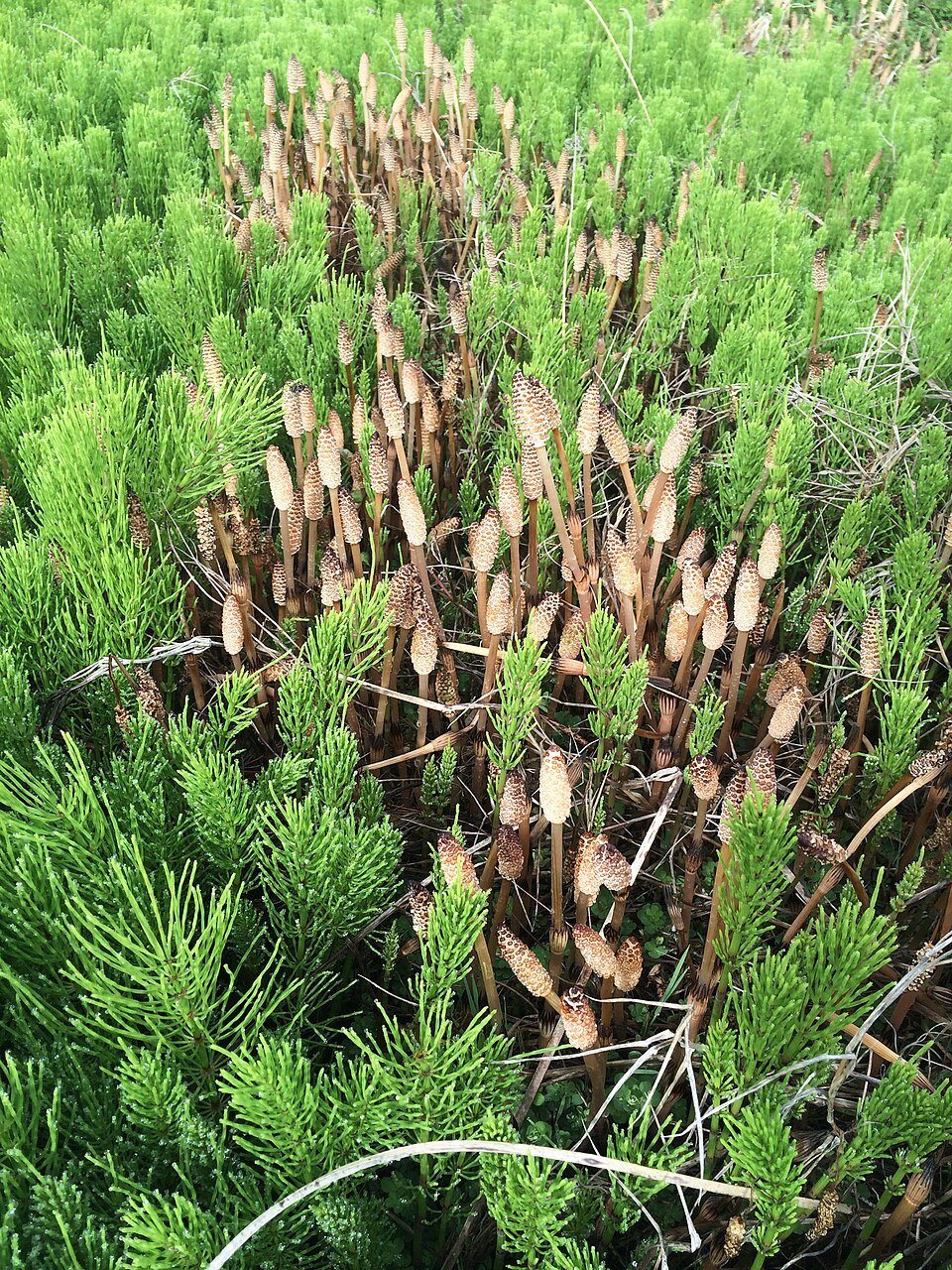 Prêle (Equisetum arvense)