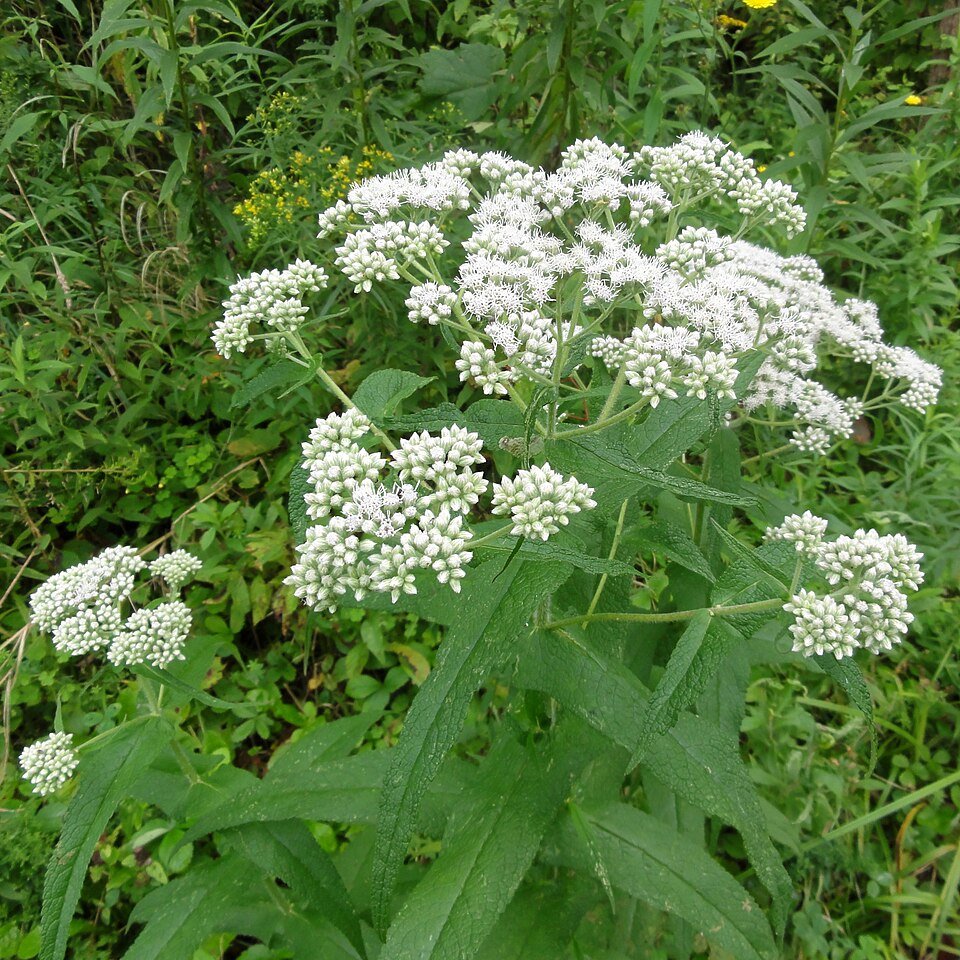 Eupatoire (Eupatorium perfoliatum)