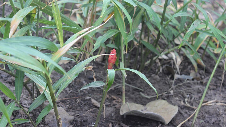 Fleur de gingembre — Zingiber officinale