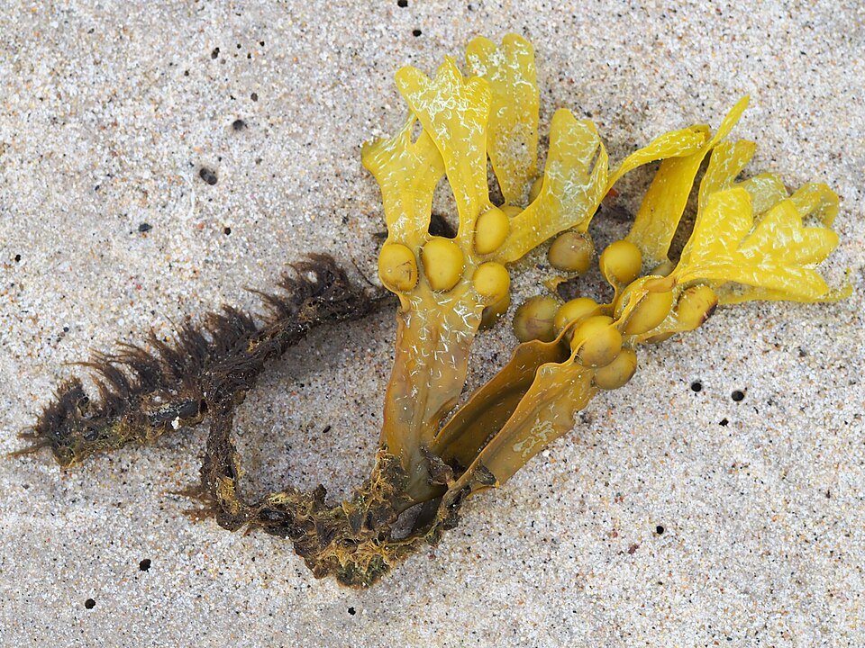 Fucus (Fucus vesiculosus)