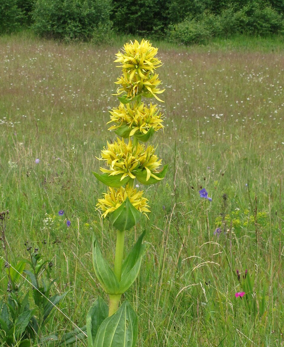 Gentiane (Gentiana lutea)
