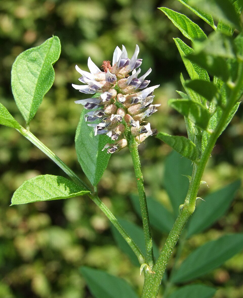 Réglisse (Glycyrrhiza glabra)