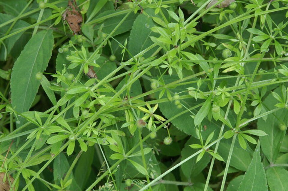 Gaillet gratteron (Galium aparine)