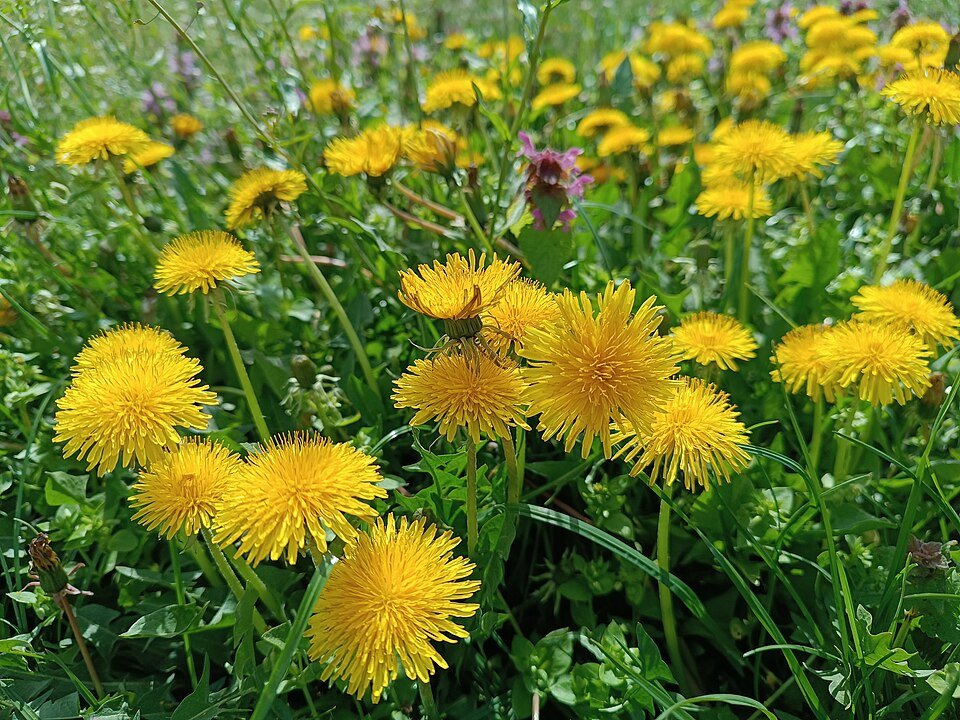 Pissenlit (Taraxacum officinale)