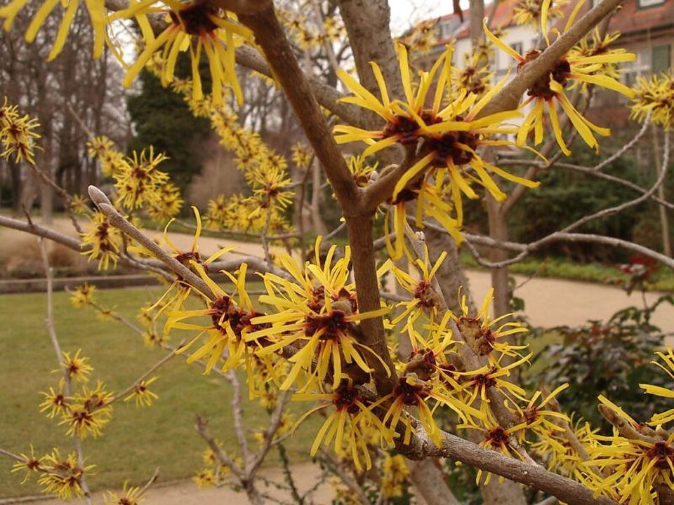 Hamamélis (Hamamelis virginiana)