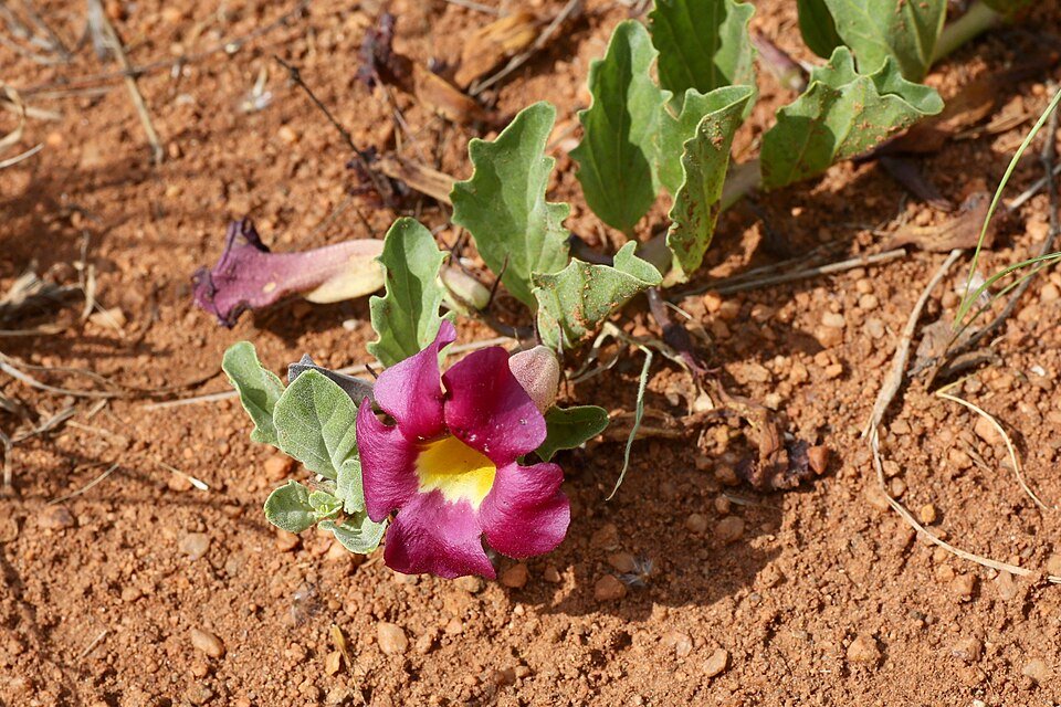 Harpagophyton (Harpagophytum procumbens)