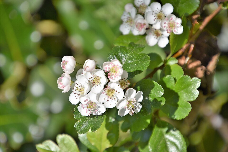 Aubépine (Crataegus monogyna)