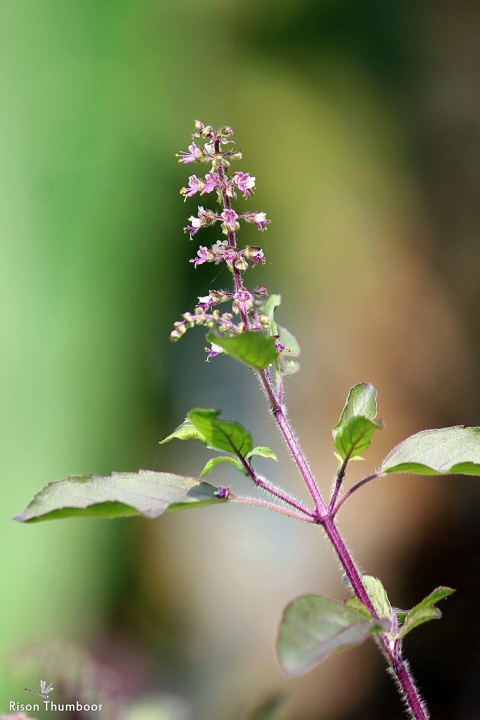 Tulsi — Ocimum tenuiflorum