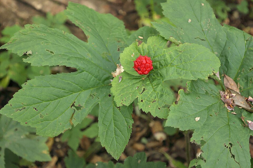 Hydraste (Hydrastis canadensis)