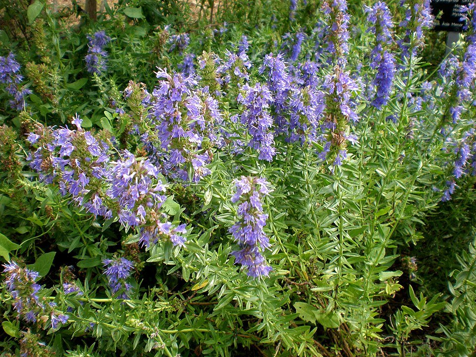 Hysope (Hyssopus officinalis)