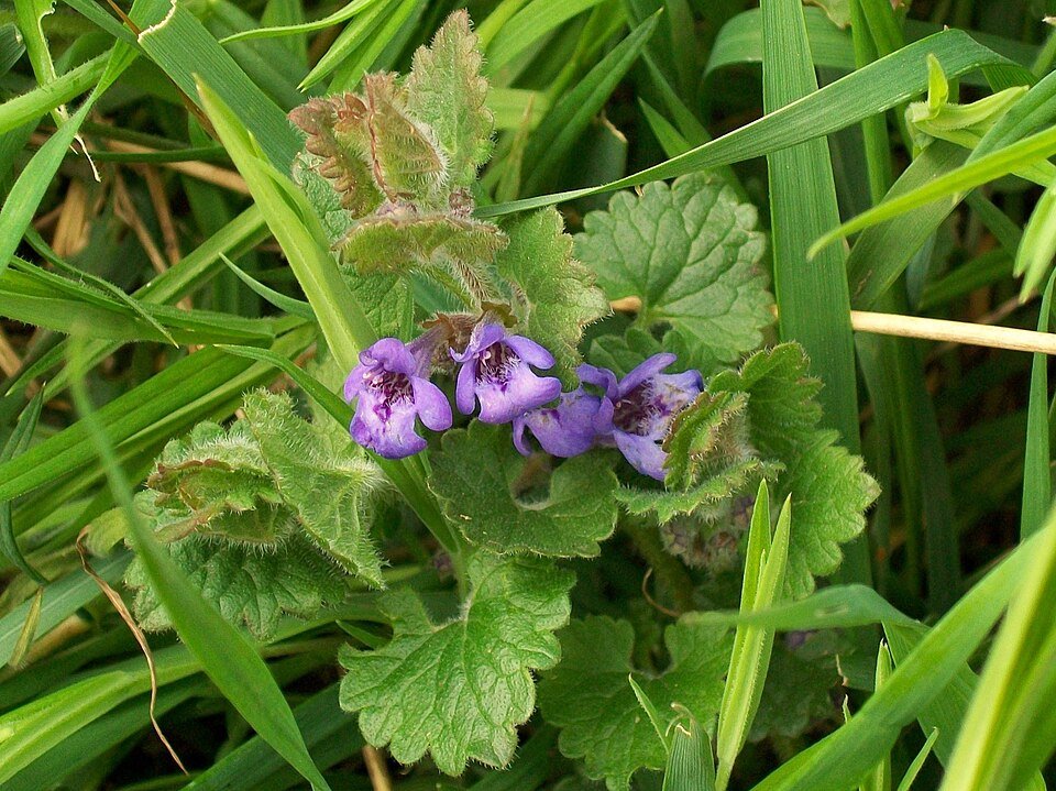 Lierre terrestre (Glechoma hederacea)