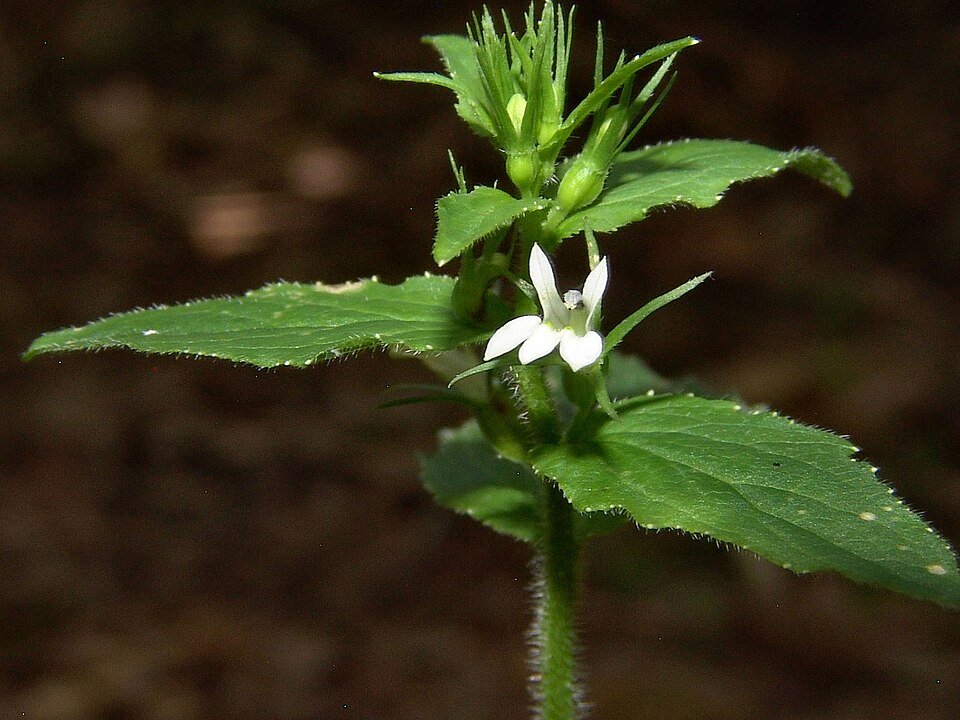 Lobélie (Lobelia inflata)