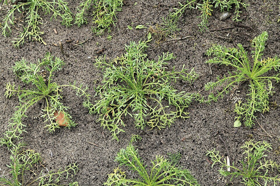 Maca (Lepidium meyenii)