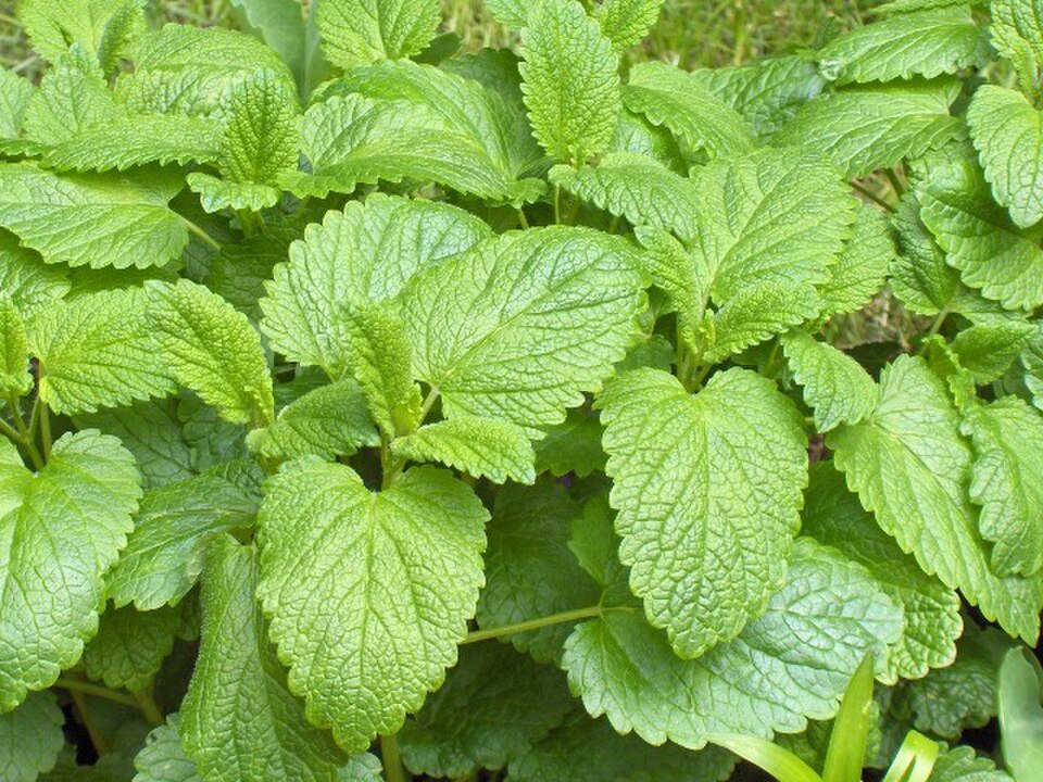 Melissa officinalis - Mélisse en fleurs - photographie botanique Infusanté