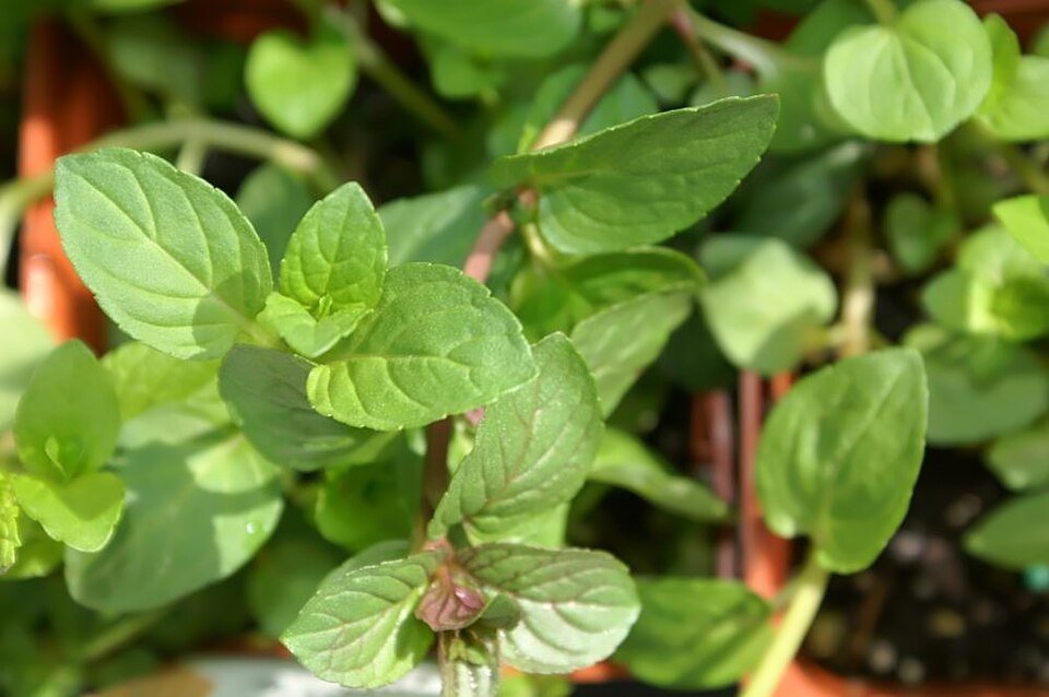 Menthe poivrée (Mentha × piperita)